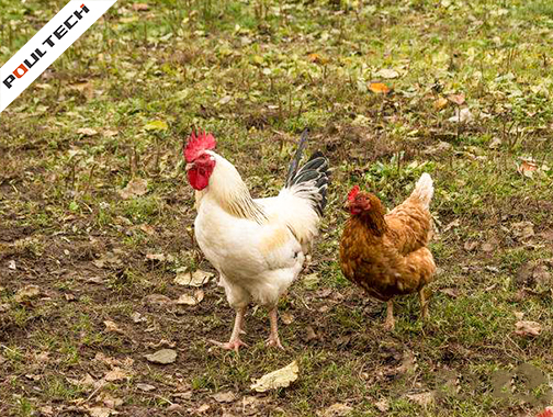 Write egg laying hens and brown egg laying hens
