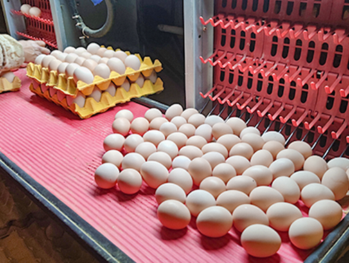 Egg production increase