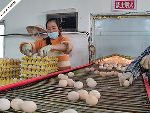 Workers pick up eggs