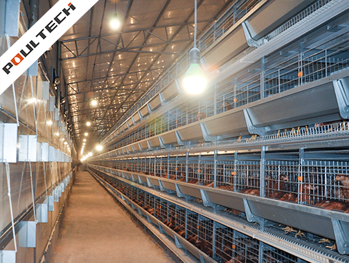 Poultry lighting system