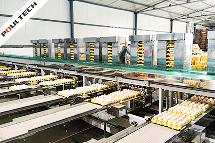 Egg grading and packaging machine