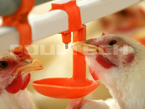 Automatic Poultry Drinking Line