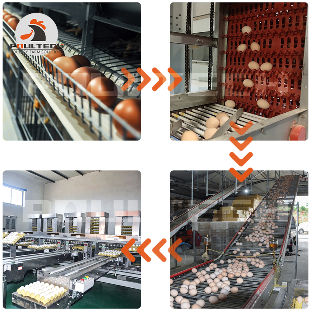Automatic egg picking system
