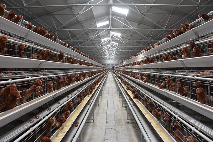 Download A Frame Layer Cage System