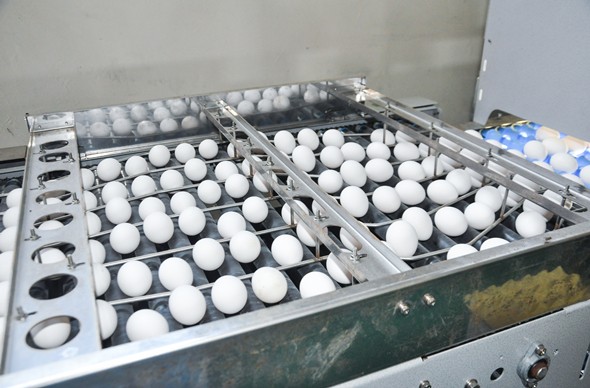 Egg Grading & Packing Machine