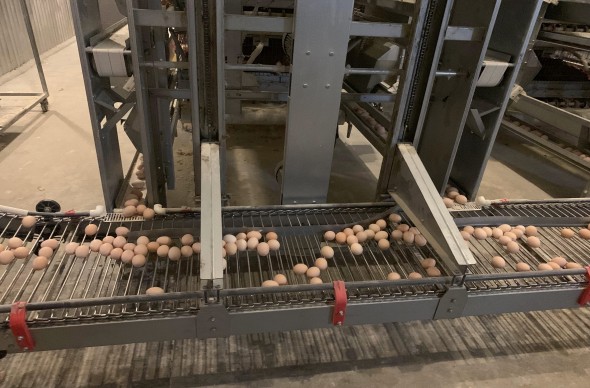 Egg Collection Conveyor System
