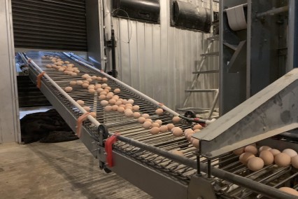 Egg Collection Conveyor System