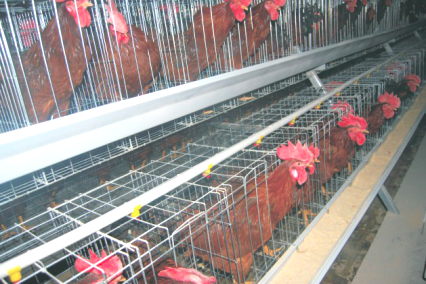 Tech-Easy Series Breeder Cage System