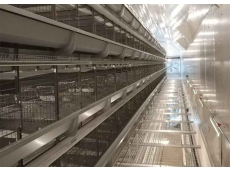 Large poultry farm with Fully automatic H type chicken cage system