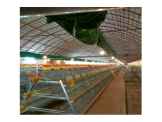 A type pullet cage system for small chick with automatic equipment
