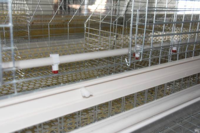 TechEasy Pullet Cage
