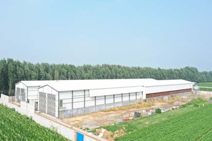 Breeder Project in Licheng City China