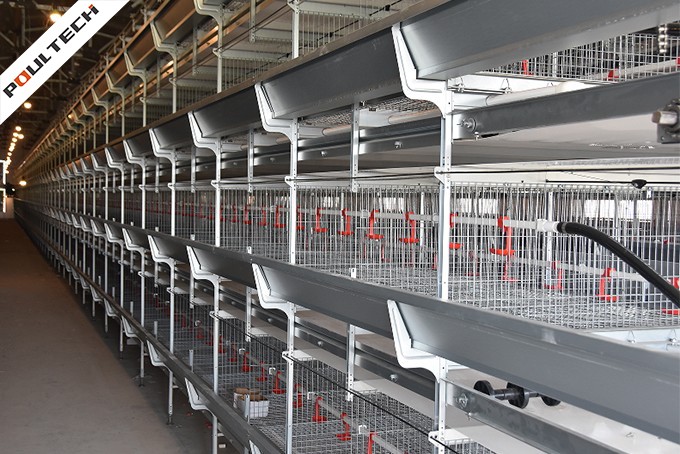 TechPro Pullet Cage