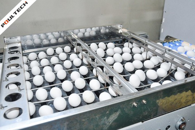 Egg Grading & Packing Machine