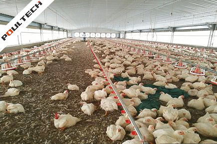 Mali-TechFloor Broiler System-25,200 Broilers