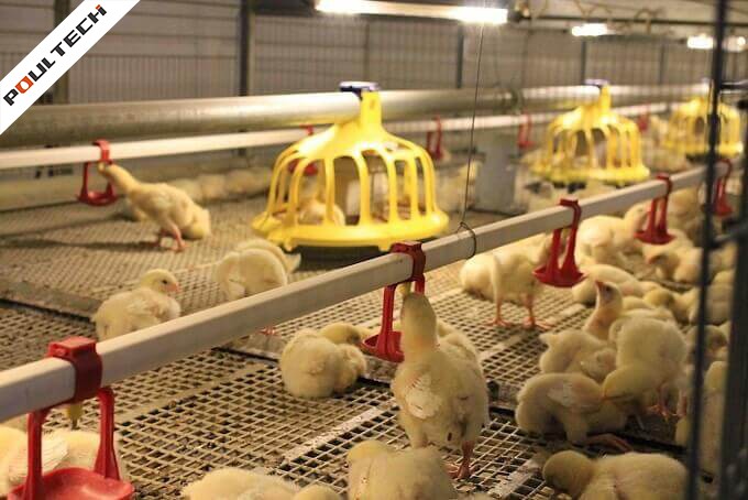 Broiler-Cage-With-Auto-Harvesting-System