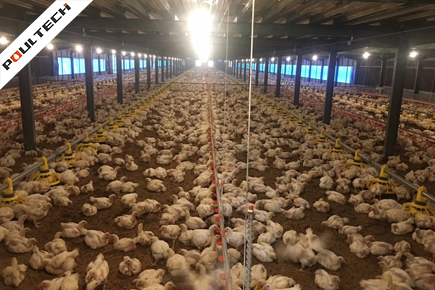 POULTECH's turnkey poultry broiler farm project in Qatar