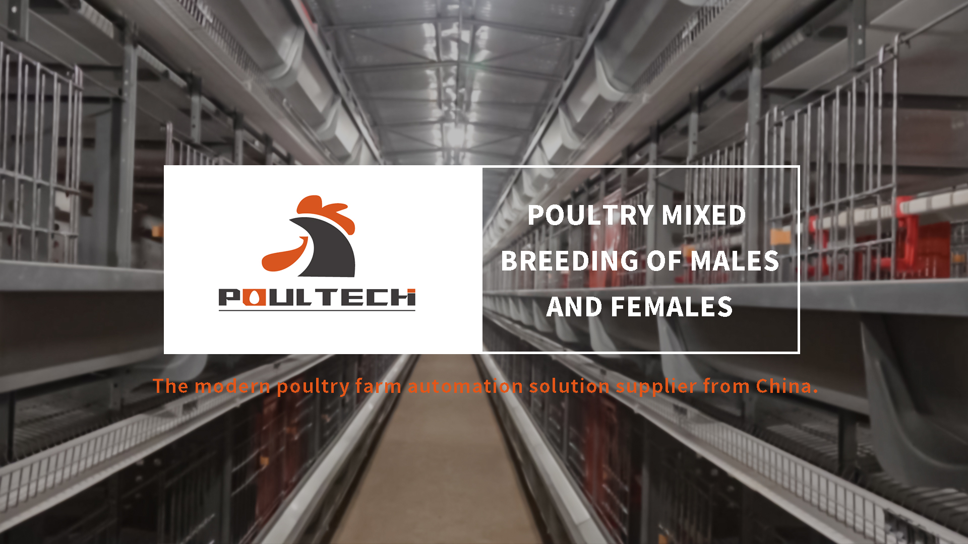 Poultry Mixed Breeding of Males and Females - POUL TECH™ Poultry Machinery