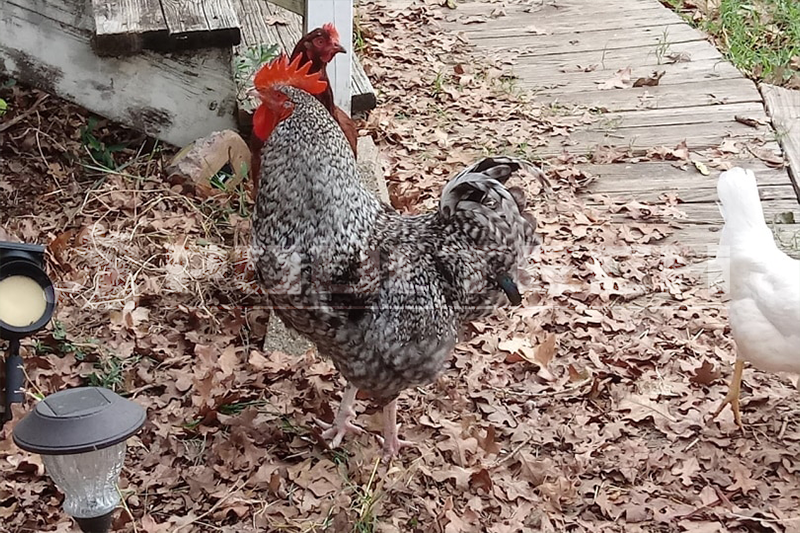 Barred Plymouth Rock Chickens