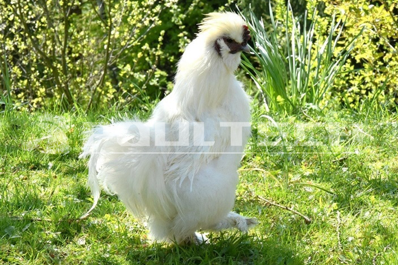 Silkies