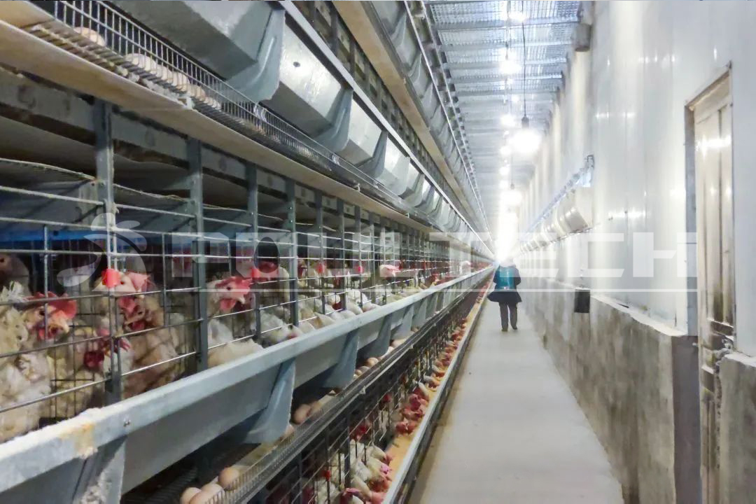 poultry farm project