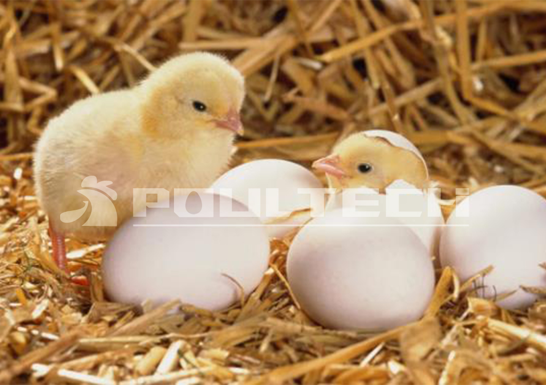 Chick Hatching Process