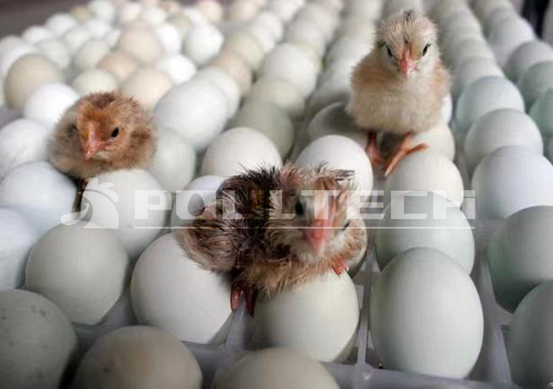 Chick Hatching Process