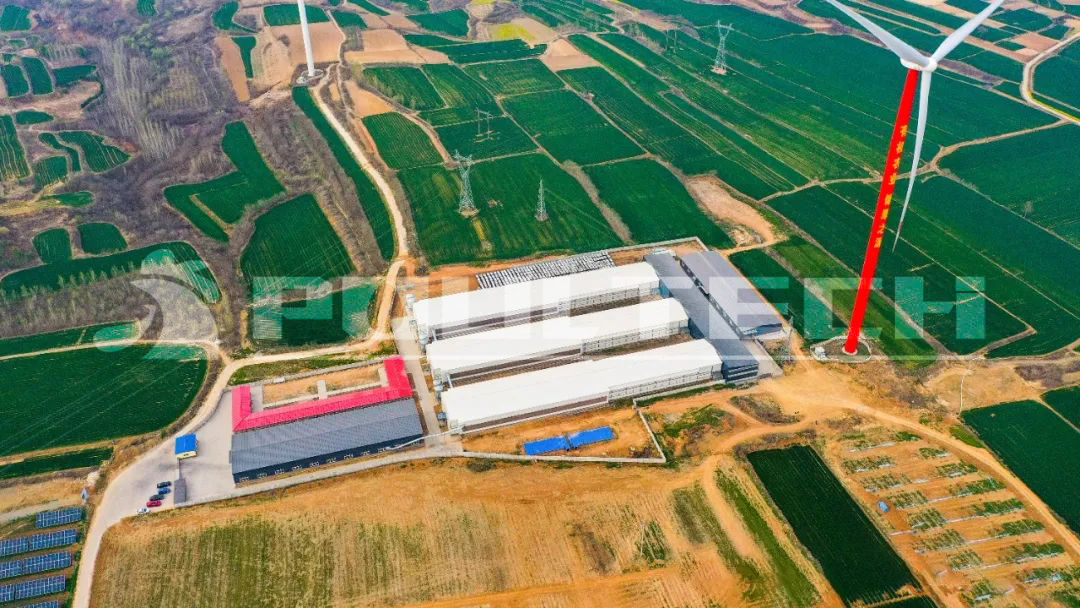 300,000 laying hens project in Anyang City