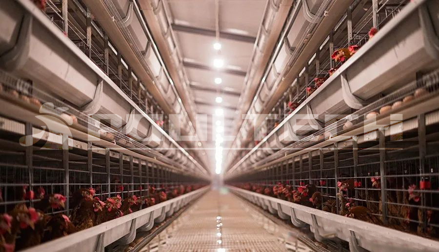 300,000 laying hens project in Anyang City