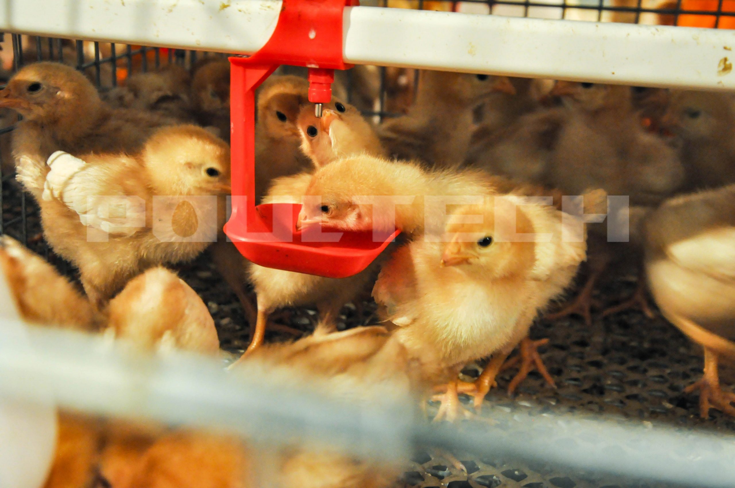 How to Raise Baby Chicks in the First 10 Days