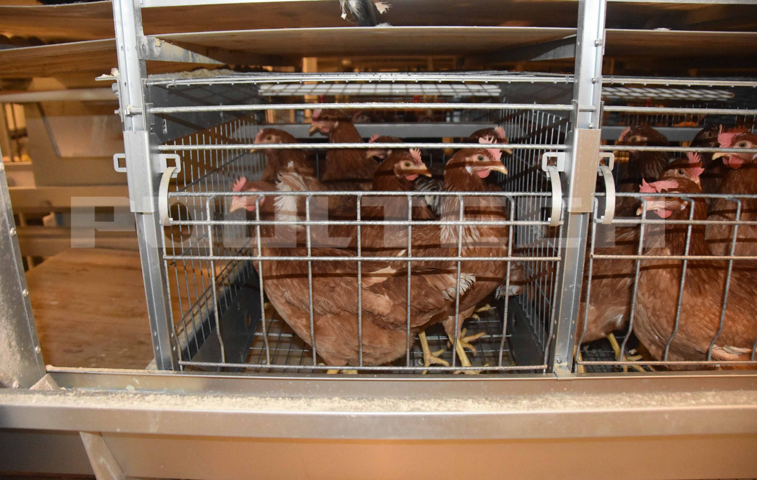 A-type and H-type chicken cages