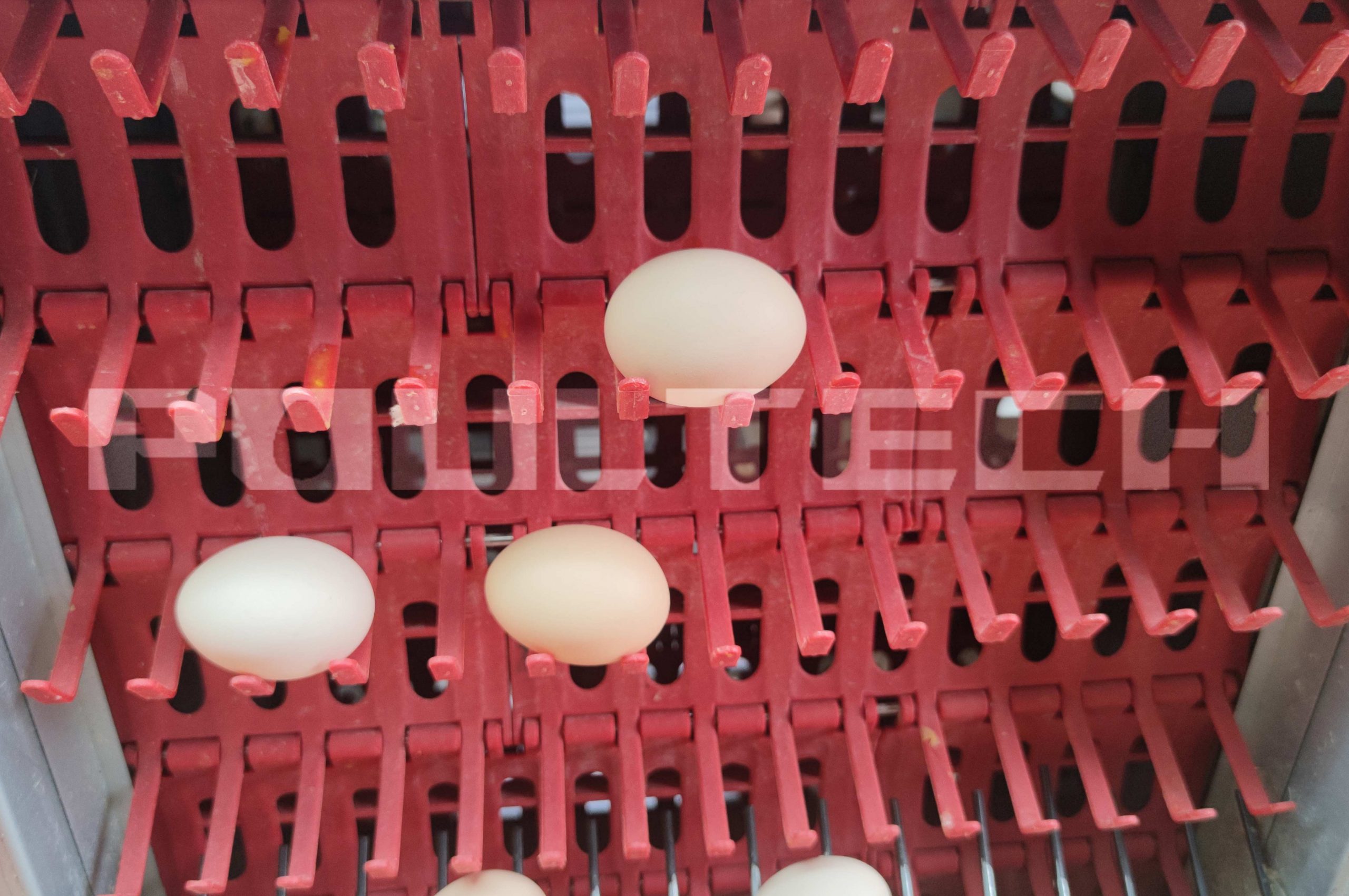 egg packing